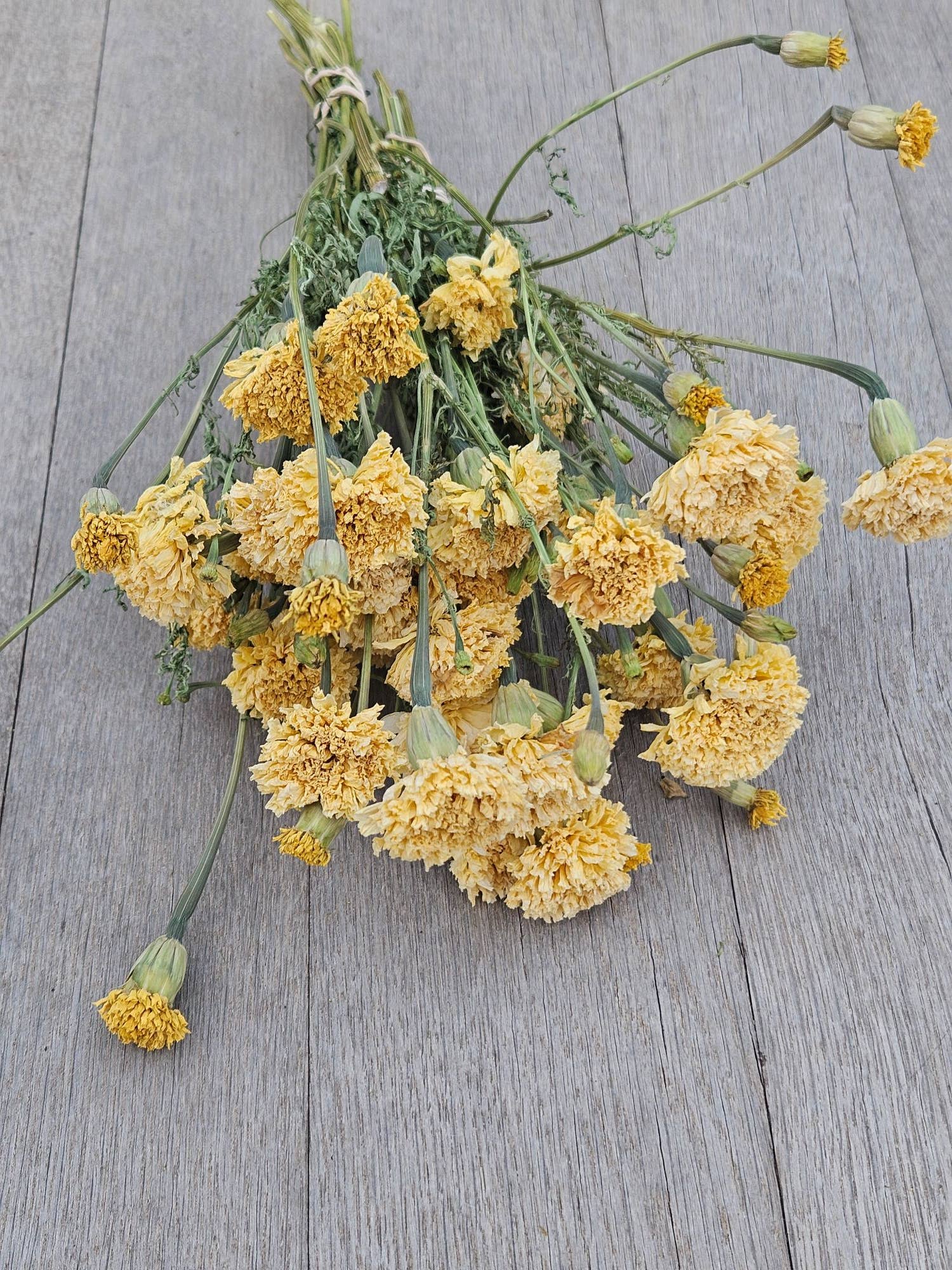 Dried Marigolds |  Ivory