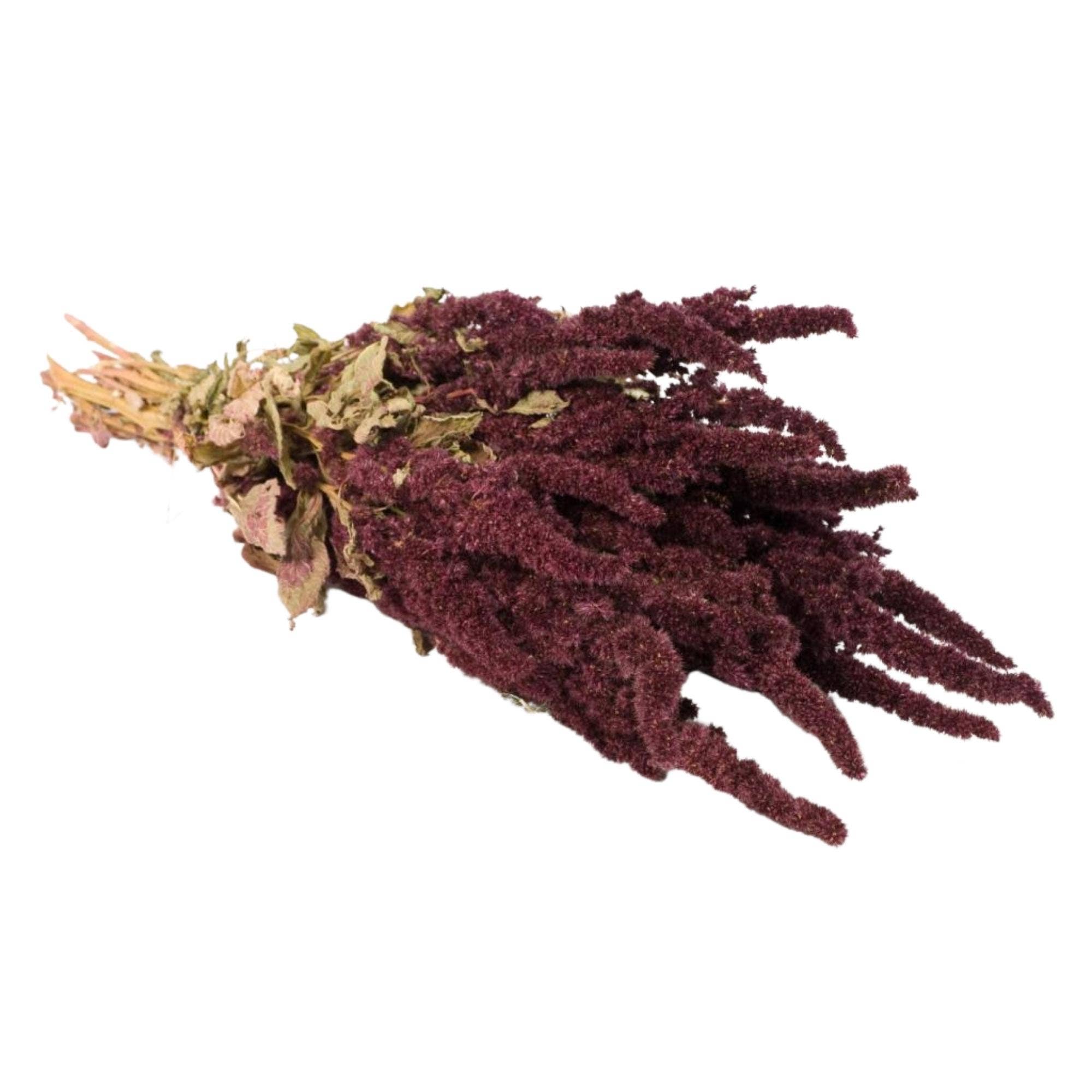 Amaranthus Natural Red Dried Flowers