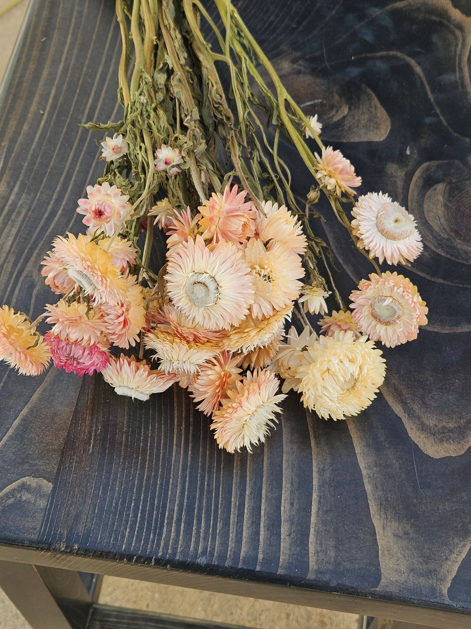 Dried Strawflower |  Blush