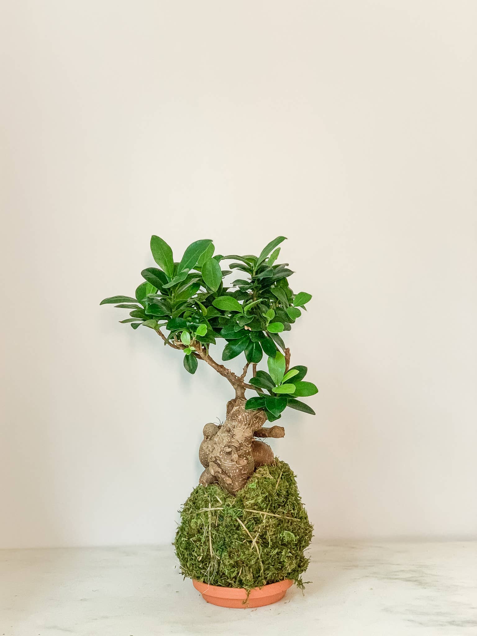 Ficus Bonsai Kokedama (House Plant Wrapped in Moss)