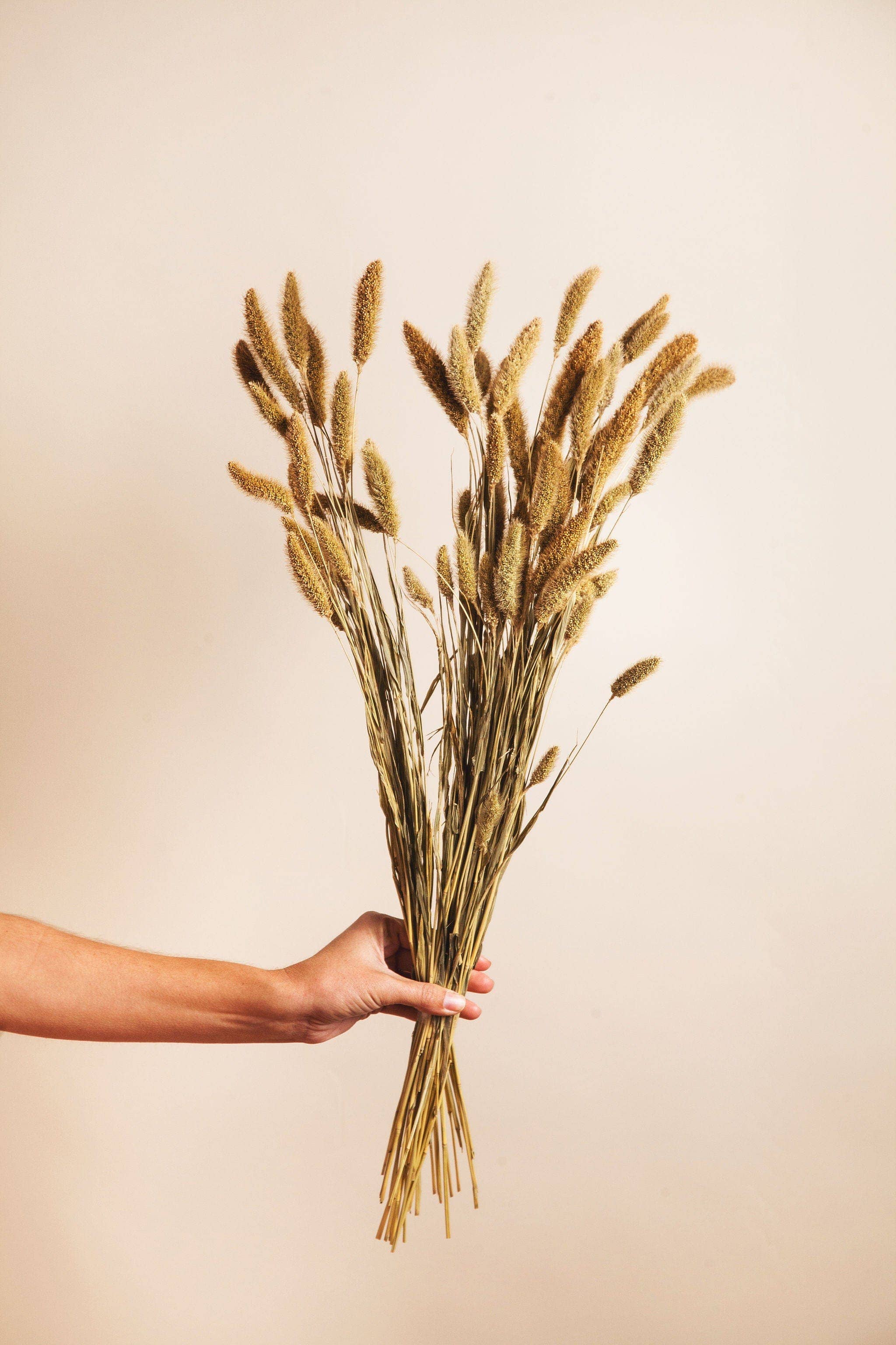 Naturally Dried Setaria Grass