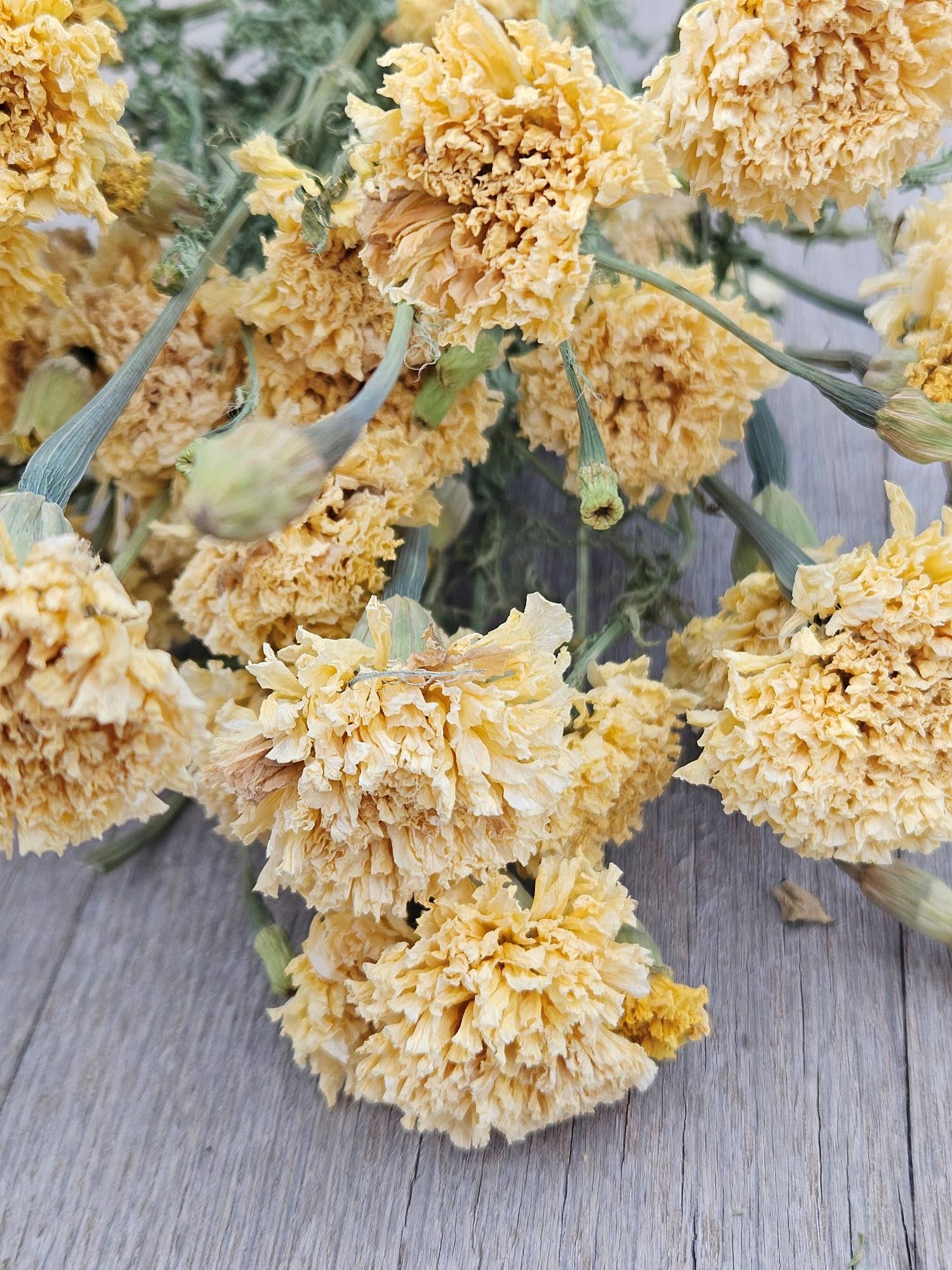 Dried Marigolds |  Ivory