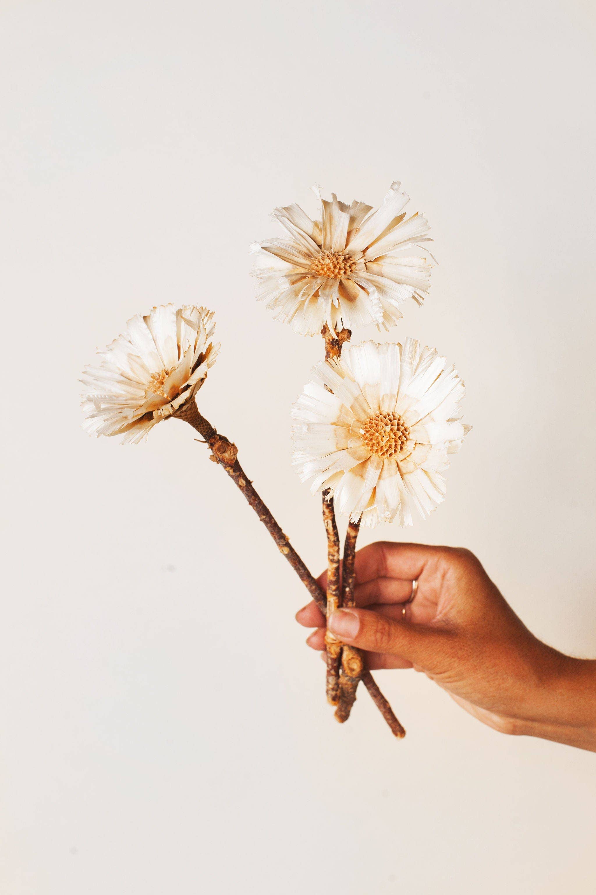 Large dried protea rosette